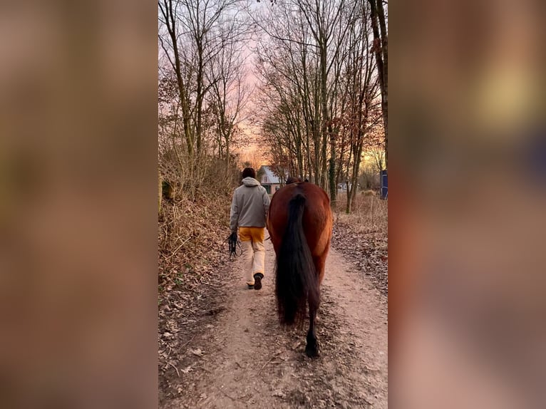 PRE Mix Ruin 10 Jaar 158 cm Bruin in Bad Segeberg