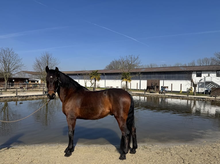 PRE Mix Ruin 10 Jaar 160 cm Donkerbruin in Elsdorf