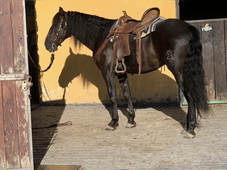 PRE Ruin 10 Jaar 160 cm Zwart in Madrid