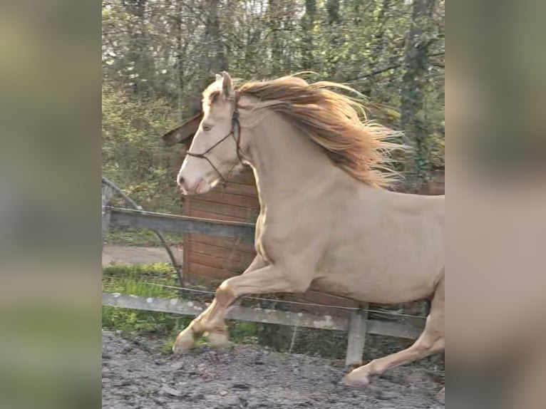 PRE Mix Ruin 10 Jaar 161 cm Perlino in St. Ursen