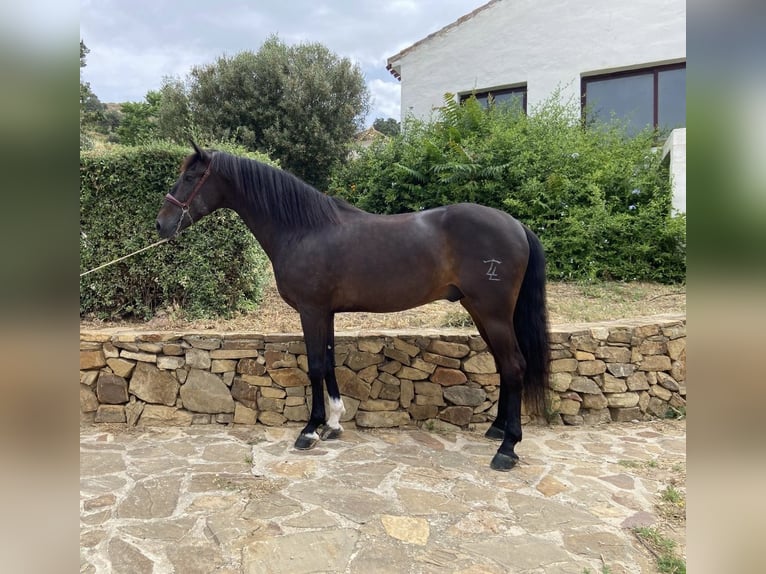 PRE Mix Ruin 10 Jaar 162 cm Donkerbruin in Campo De Camara (Almogia)