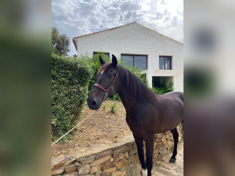 PRE Mix Ruin 10 Jaar 162 cm Donkerbruin in Campo De Camara (Almogia)