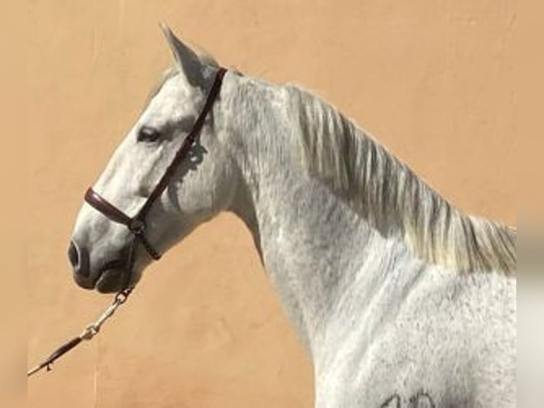 PRE Mix Ruin 10 Jaar 162 cm Schimmel in C&#xE1;ceres
