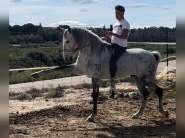 PRE Mix Ruin 10 Jaar 162 cm Schimmel in C&#xE1;ceres
