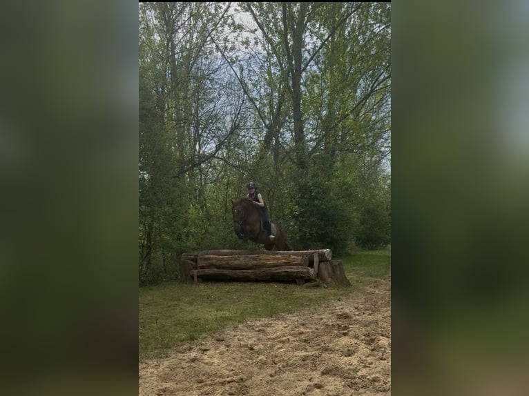 PRE Ruin 10 Jaar 163 cm Donkere-vos in Mülheim an der Ruhr