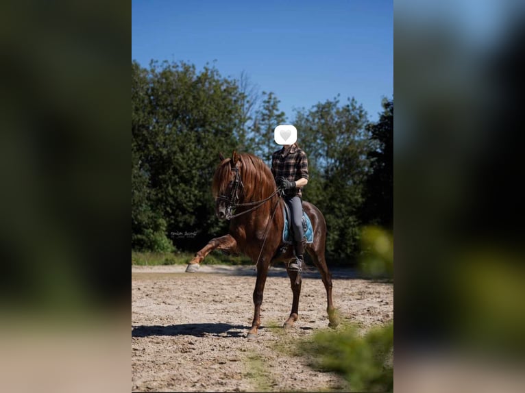 PRE Ruin 10 Jaar 163 cm Donkere-vos in Mülheim an der Ruhr