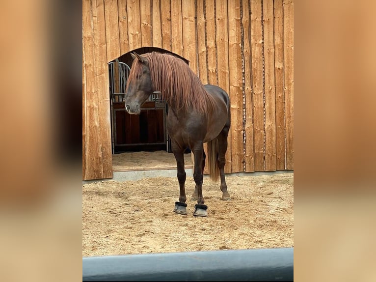 PRE Ruin 10 Jaar 163 cm Donkere-vos in Mülheim an der Ruhr
