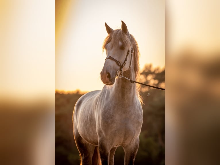 PRE Ruin 10 Jaar 165 cm Blauwschimmel in Beusichem