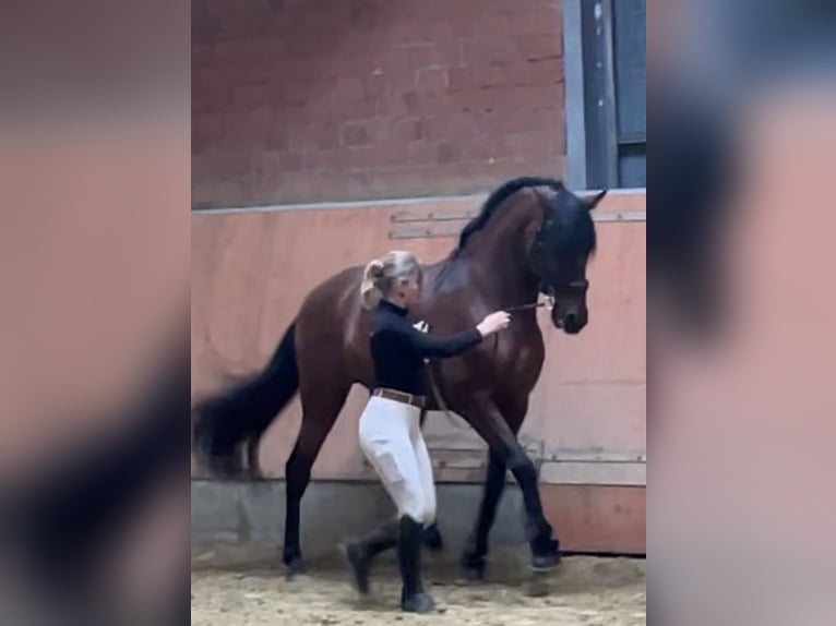 PRE Ruin 10 Jaar 165 cm Bruin in Niederkrüchten