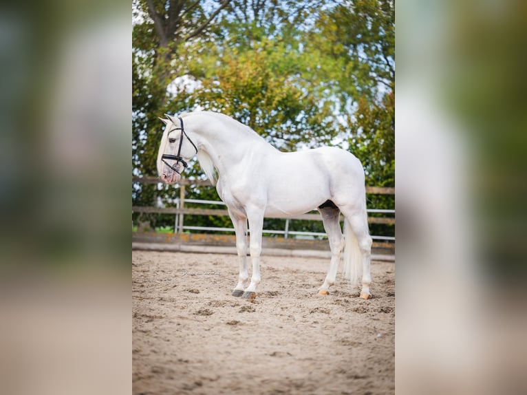 PRE Mix Ruin 10 Jaar 165 cm Schimmel in Poeldijk