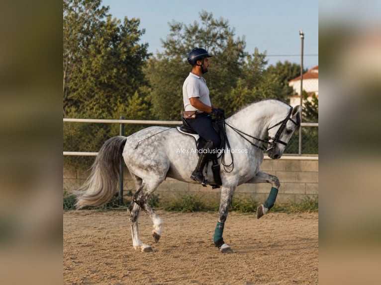 PRE Mix Ruin 10 Jaar 165 cm Schimmel in Sevilla