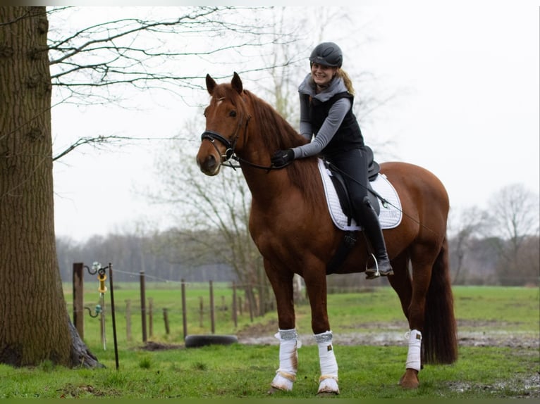 PRE Mix Ruin 10 Jaar 165 cm Vos in Spenge