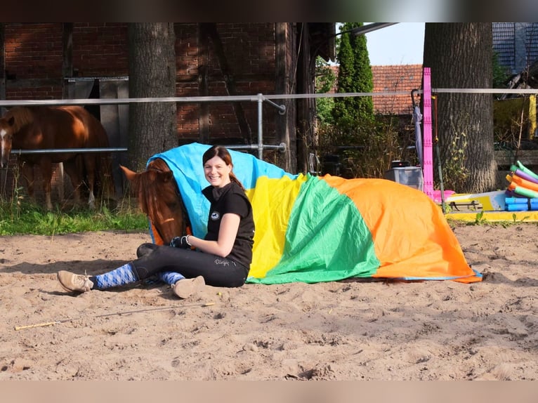 PRE Mix Ruin 10 Jaar 165 cm Vos in Spenge