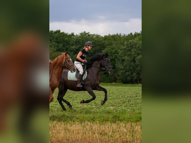PRE Ruin 10 Jaar 166 cm Zwart in Mörlenbach