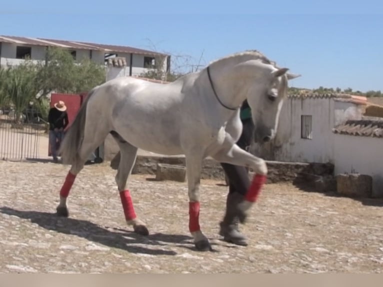 PRE Mix Ruin 10 Jaar 167 cm Schimmel in Extremadura