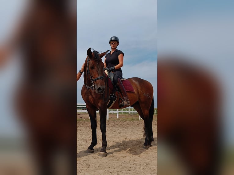 PRE Ruin 10 Jaar 168 cm Roodbruin in Nowy Sielc