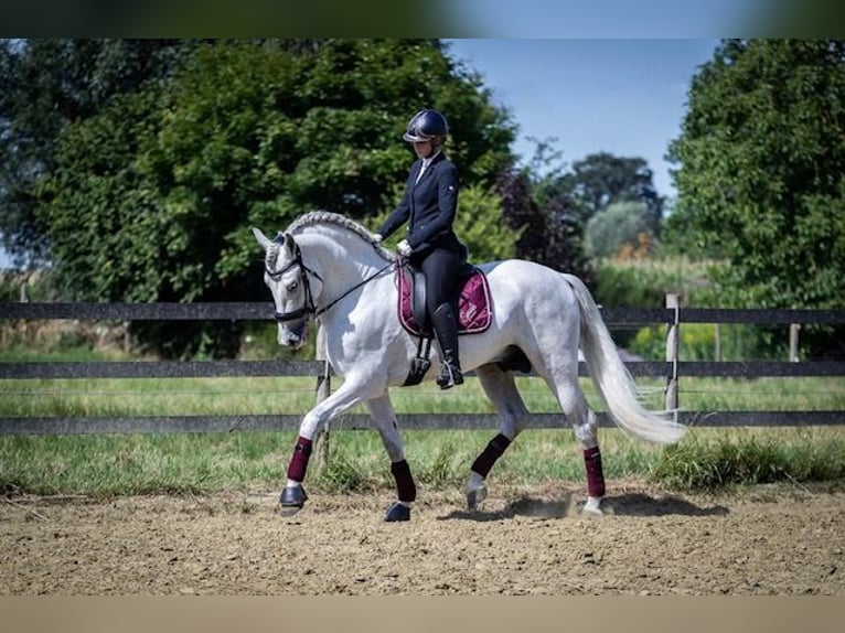 PRE Mix Ruin 10 Jaar 168 cm Schimmel in Oudenaarde