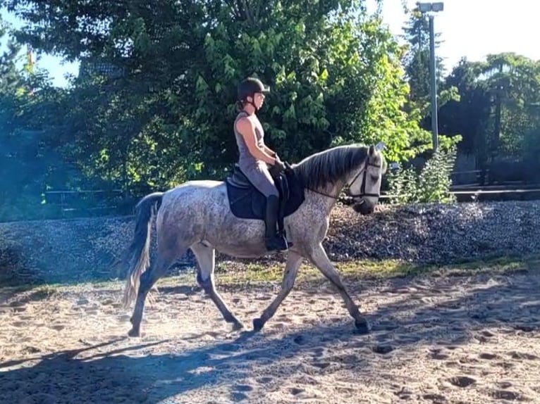 PRE Mix Ruin 11 Jaar 154 cm Appelschimmel in Karlshuld