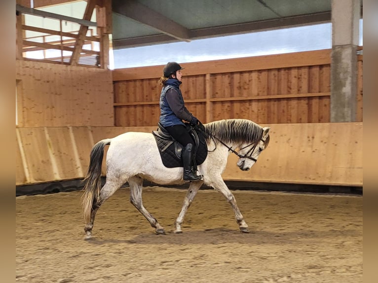 PRE Mix Ruin 11 Jaar 155 cm Appelschimmel in Karlshuld