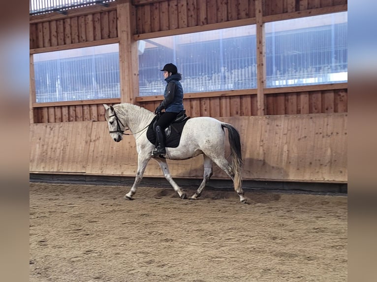 PRE Mix Ruin 11 Jaar 155 cm Appelschimmel in Karlshuld