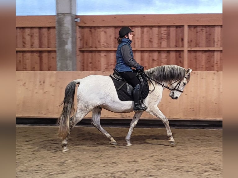 PRE Mix Ruin 11 Jaar 155 cm Appelschimmel in Karlshuld