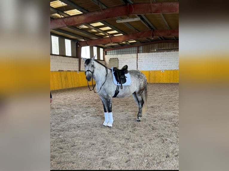 PRE Mix Ruin 11 Jaar 156 cm Appelschimmel in Friedberg