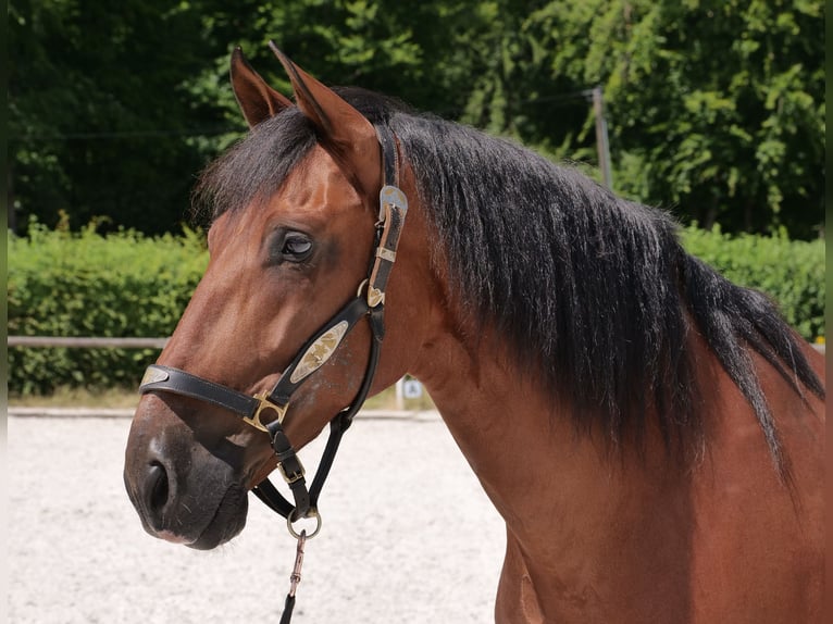 PRE Mix Ruin 11 Jaar 160 cm Bruin in Neustadt (Wied)