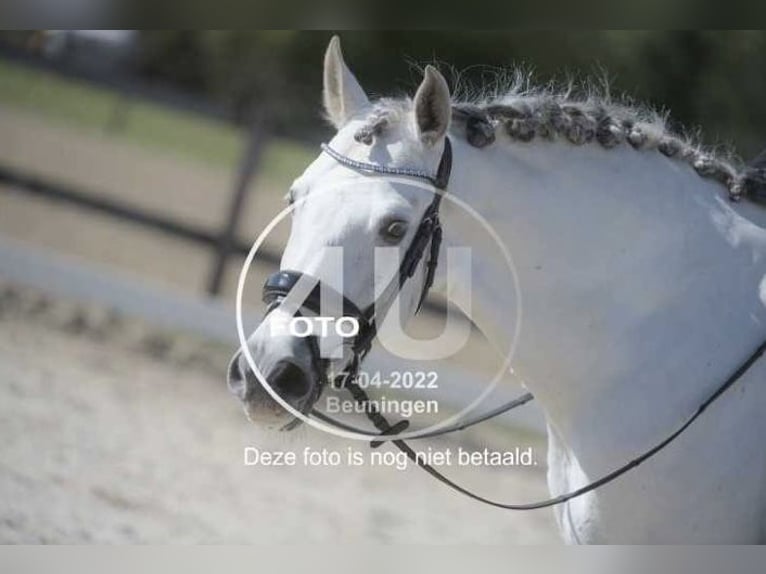 PRE Mix Ruin 11 Jaar 160 cm Schimmel in Elst