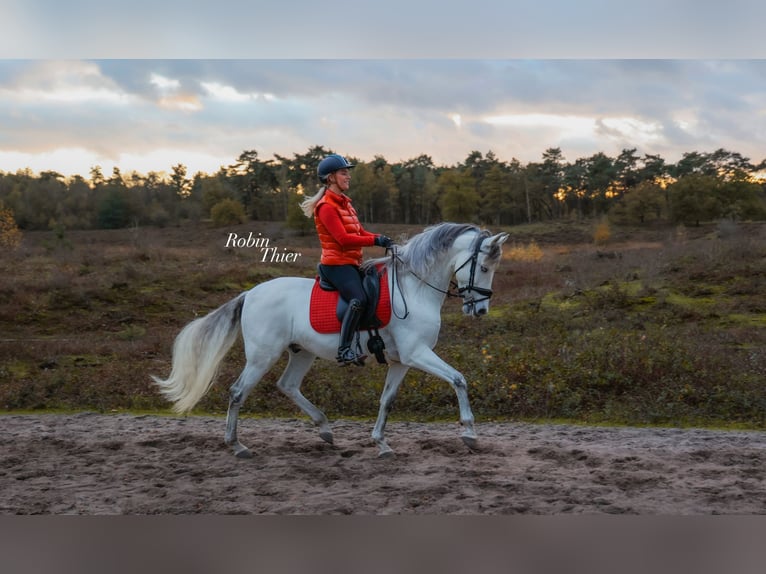 PRE Mix Ruin 11 Jaar 160 cm Schimmel in Elst
