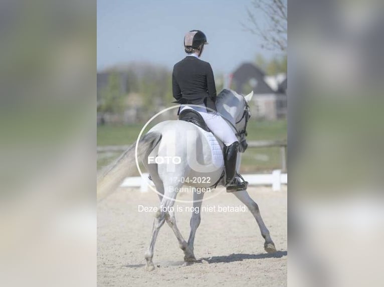 PRE Mix Ruin 11 Jaar 160 cm Schimmel in Elst