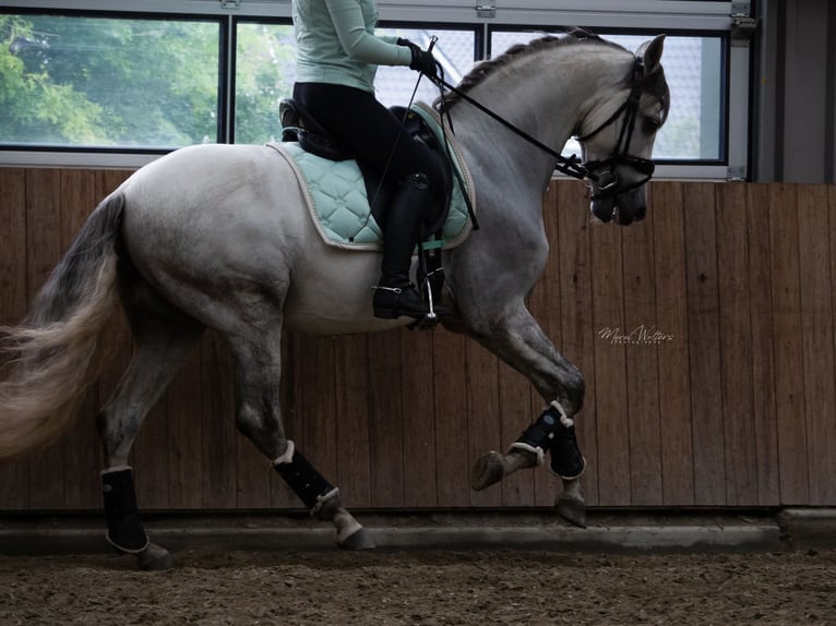 PRE Mix Ruin 11 Jaar 160 cm Schimmel in Elst