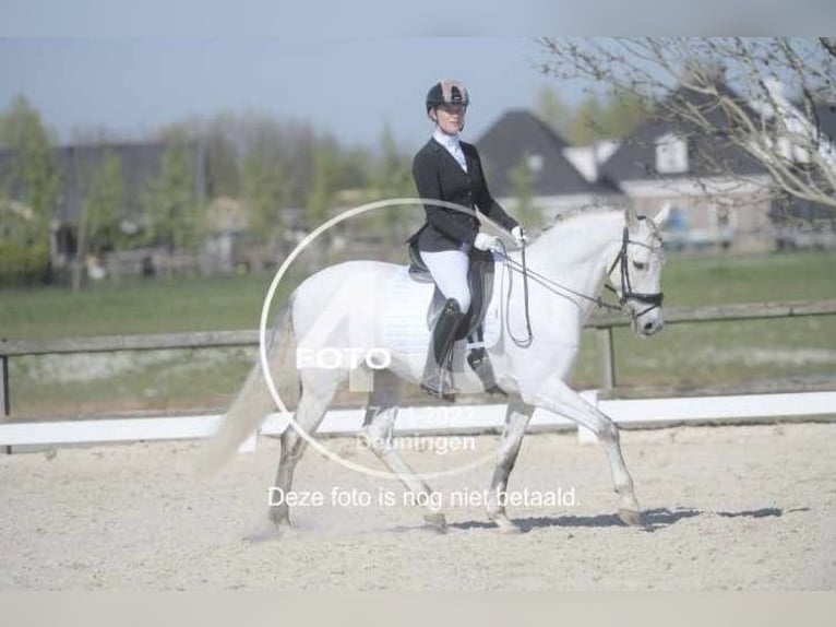 PRE Mix Ruin 11 Jaar 160 cm Schimmel in Elst