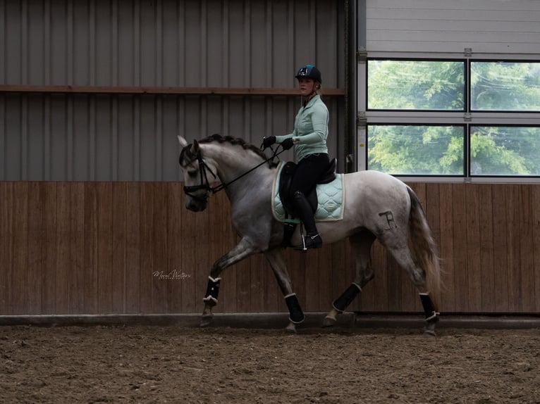 PRE Mix Ruin 11 Jaar 160 cm Schimmel in Elst