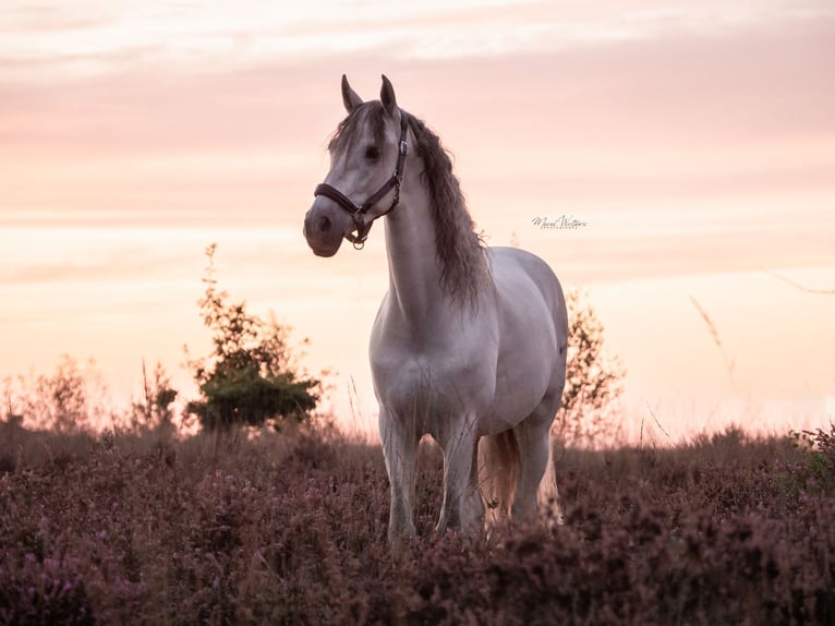 PRE Mix Ruin 11 Jaar 160 cm Schimmel in Elst