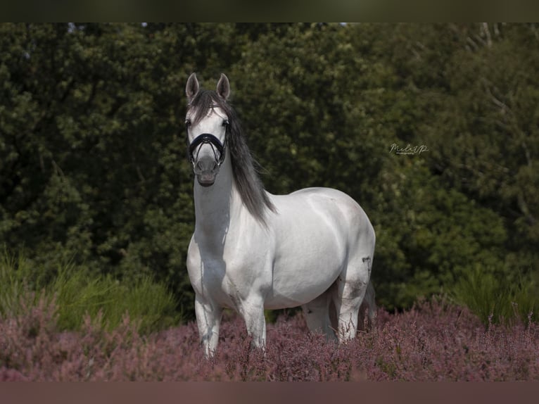 PRE Mix Ruin 11 Jaar 160 cm Schimmel in Elst