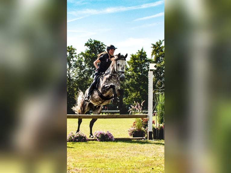 PRE Mix Ruin 11 Jaar 162 cm Appelschimmel in Biezenmortel