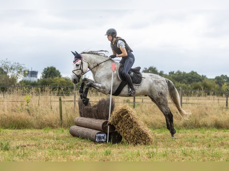 PRE Mix Ruin 11 Jaar 162 cm Appelschimmel in Biezenmortel