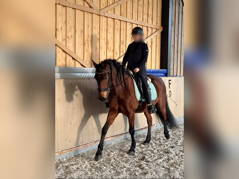 PRE Ruin 11 Jaar 162 cm Bruin in Quenast