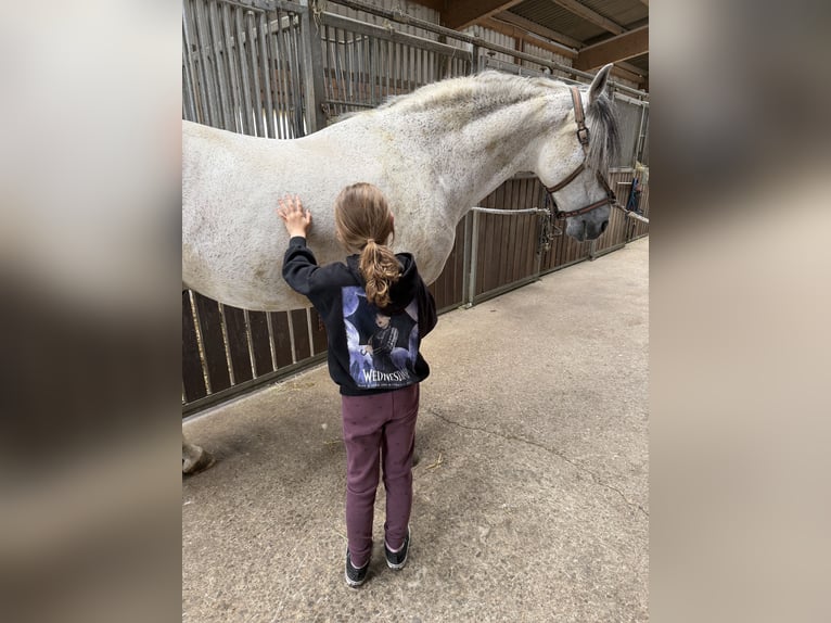 PRE Mix Ruin 11 Jaar 162 cm Schimmel in Steinen