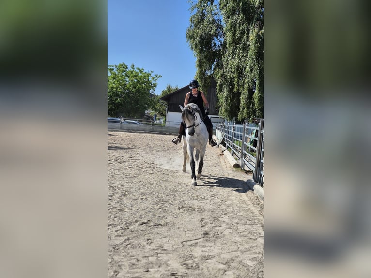 PRE Ruin 11 Jaar 162 cm Schimmel in Steinen
