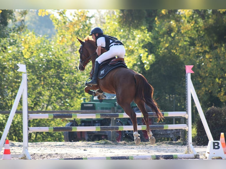 PRE Mix Ruin 11 Jaar 164 cm Bruin in Carpentras