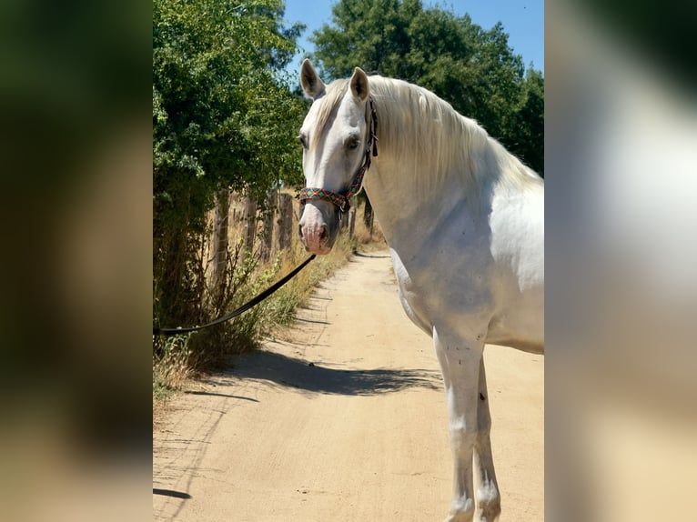 PRE Mix Ruin 11 Jaar 164 cm Schimmel in Fresnedillas De La Oliva