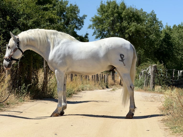 PRE Mix Ruin 11 Jaar 164 cm Schimmel in Fresnedillas De La Oliva