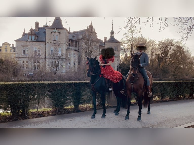 PRE Mix Ruin 11 Jaar 165 cm Bruin in Hille