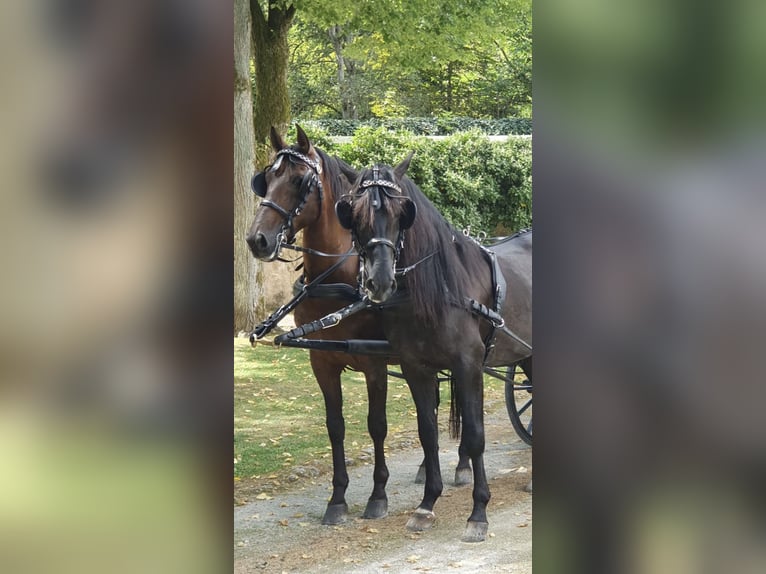 PRE Mix Ruin 11 Jaar 165 cm Bruin in Hille