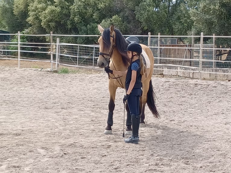 PRE Mix Ruin 11 Jaar 165 cm Buckskin in Palma De Mallorca