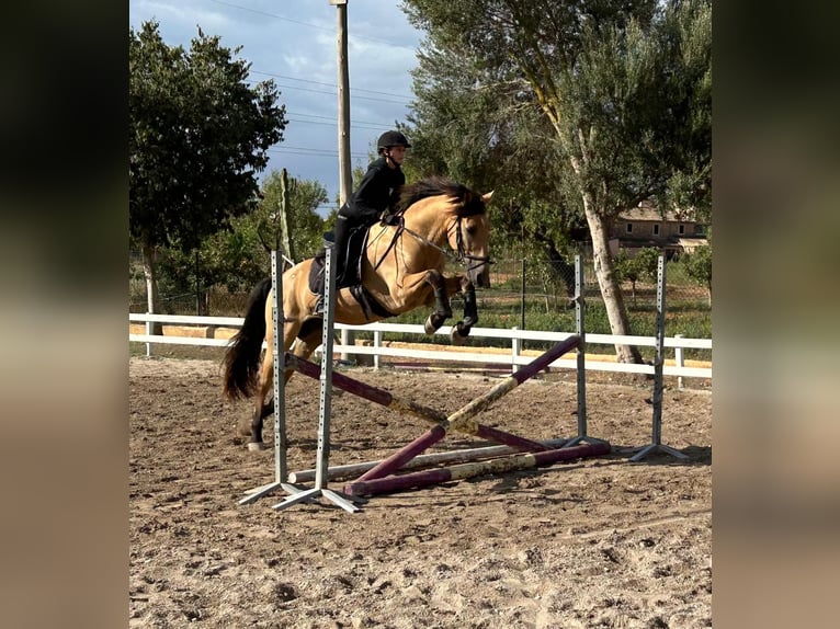 PRE Mix Ruin 11 Jaar 165 cm Buckskin in Palma De Mallorca