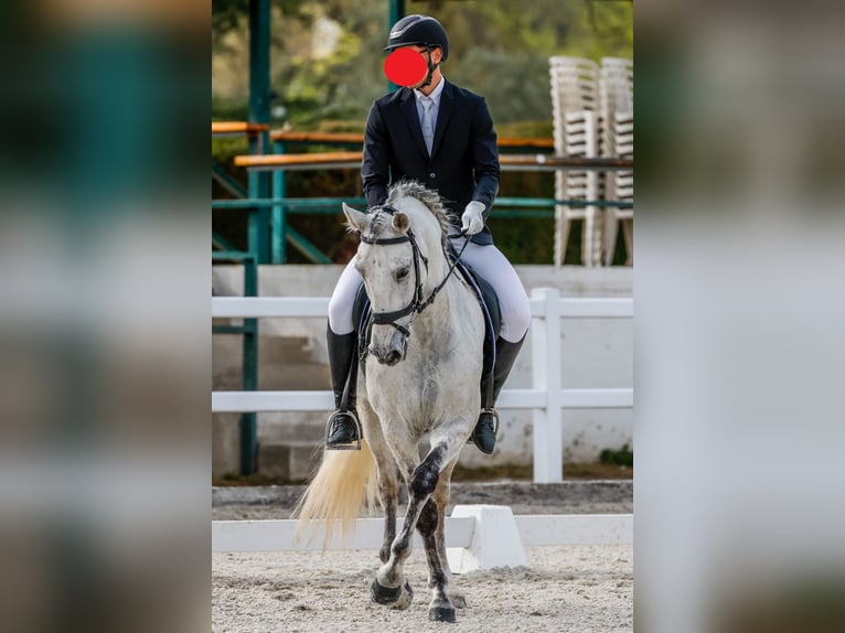 PRE Mix Ruin 11 Jaar 165 cm Schimmel in Betera