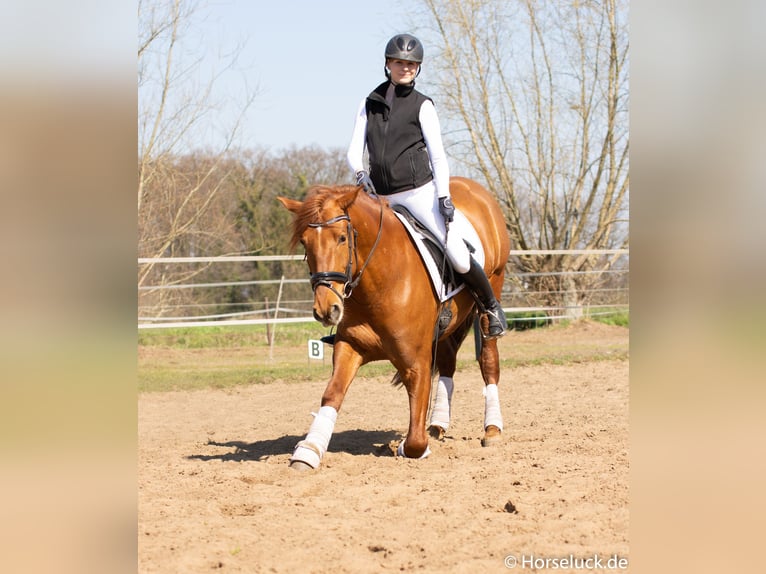 PRE Mix Ruin 11 Jaar 165 cm Vos in Spenge