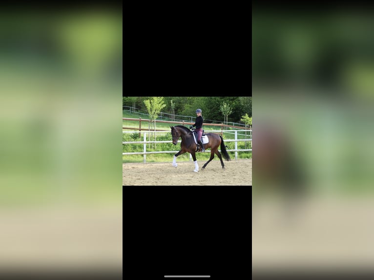 PRE Mix Ruin 11 Jaar 168 cm Bruin in Sundern